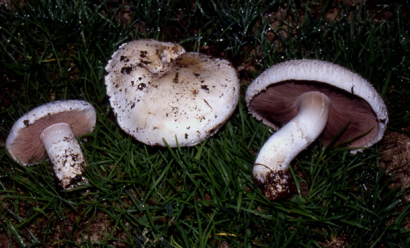 Agaricus da determinare.